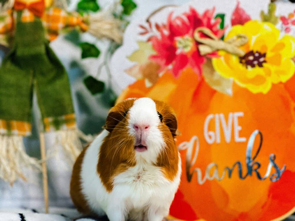 thanksgiving post